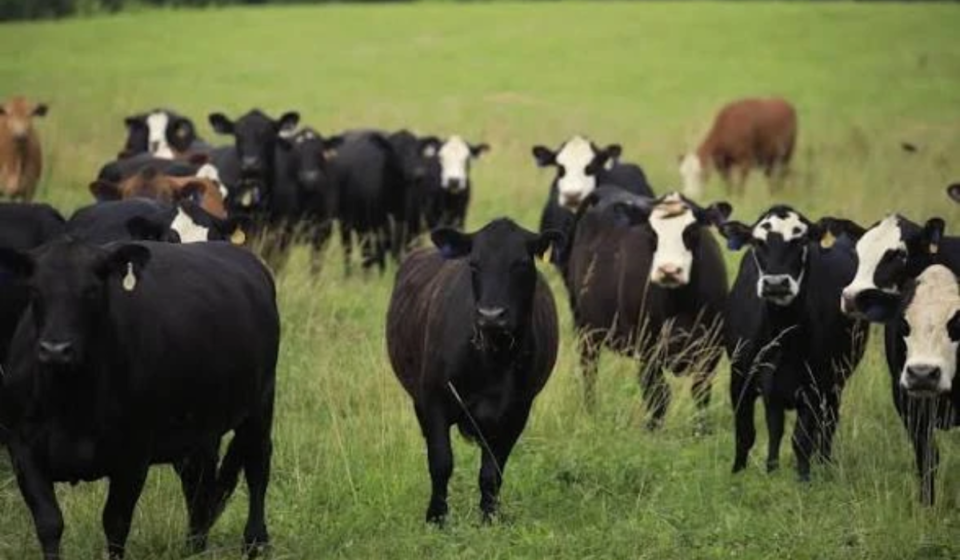 The Science Behind America’s Beef Shortage: Drought, Disease, and a 75-Year Low